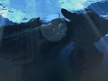 Search Video