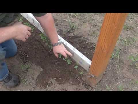 how to eat sweet snap peas