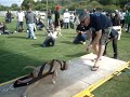 Bully Show in San Diego October 4th at Quallcom Stadium