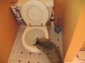 cat attacks flushing toilet