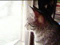 My cat looking outside