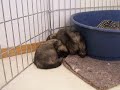 Tibbie puppy 2 Tibbie puppy 2