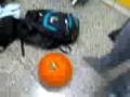 videos de Jake and adrianne get a pumpkin