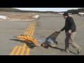 F-16 Tiger Maiden flight