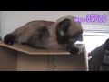 CatFight（キャットファイト）