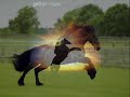 les chevaux pour laura