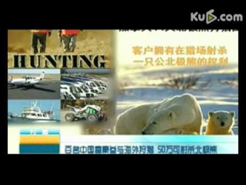百名中国富豪海外狩猎50万射杀北极熊(视频)