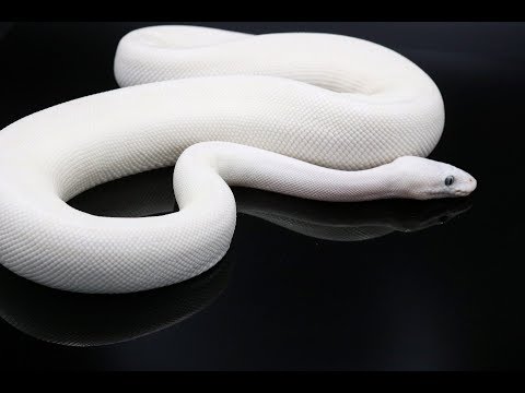 YouTube reptile video