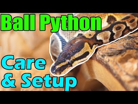 YouTube reptile video
