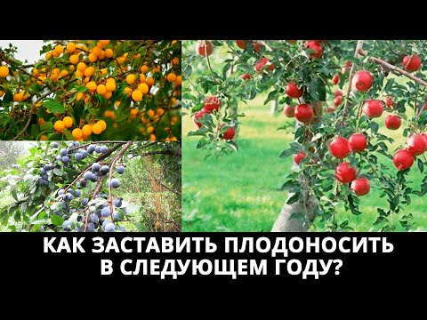 Что делать с деревом если оно не плодоносило в этом году? Как заставить плодоносить в следующем?