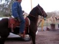 caballos bailadores eN el raNcho q