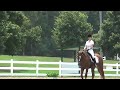 Calysta MWF - 3 year old Hanoverian mare