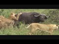 Lion Attack