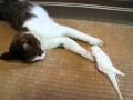 Cat playing with a bird