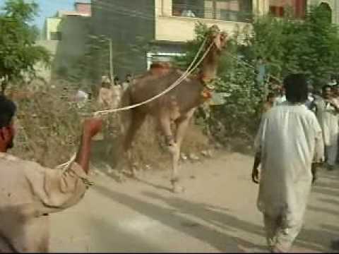 camel qurbani - this qurbani took place in malir 15, aswan town, karachi in the ground of shaheen school, at the time of sacrifice name of Hazret ALI and Ghosiya is mentione...