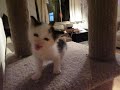 他のお家の猫も、http://t.co/NQTpuxnT 見たら同じような反応をするんだろうか