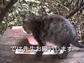 ねこ丼