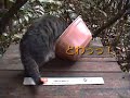 ねこ丼