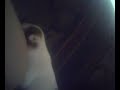 PUPPYZILLA