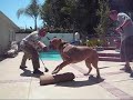 Testing Cane Corso Puppy  Schutzhund Training K9