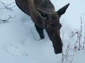 Momma Moose with Broken Leg