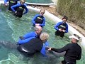 dolphin-parenting.html