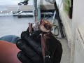 Hoary Bat Feeding