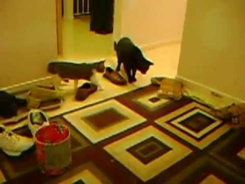 SCAREDY CAT +