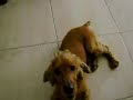 Perro Chupa Pito