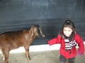 Friendly Goat