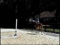 Oriental Rose (Pony For Sale)