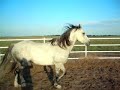 Percheron/Thoroughbred - Zeus