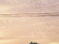 Tornado of Birds