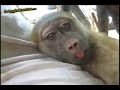 Monkey has Crazy insane laugh Monkey has Crazy insane laugh