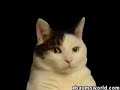 this is a video about a cat i found and i posted for my amusement and use.. you will love this and leave tons of comments saying youprobally do and thats cool... ITS GOLD AND PROBALLY OWNZ UR MOMMA