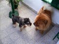 El schnauzer Delfos molestando a la chow chow Kiara