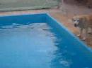 quillo casillas