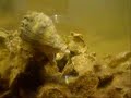 Crown Conch at Pine Island Florida (2)