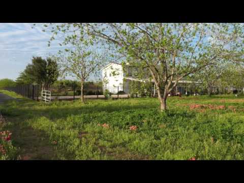 how to fertilize pecan trees in north carolina