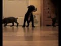7 Pit Bull puppies 4 week old
