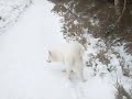 bobo dans les hautes fagnes bobo dans les hautes fagnes