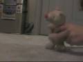 videos de crazy animals 3 part2