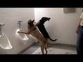 Housebreaking your dog - Funny dog training video