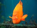 Garibaldi at the Monterey Aquarium