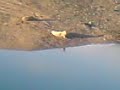 seals