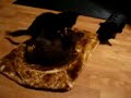 Bombay kittens playing