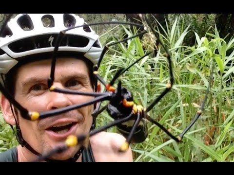 Elliot - Elliot Hulse said something about he is not scared of spiders yet he admits he can't be in the same room as a spider bigger than a pin head. Ive been a spider handler for 29 years and have...