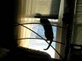 Robert in Window