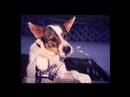 A Dog Can Break Your Heart Too