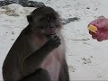 A Taste of Thailand Tour: Monkey Beach & Ko Phi Phi Island (Part 2)